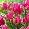 Tulipan Happy Family - GIGA paczka! - 250 szt.