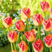 Tulipan Candy Corner - GIGA paczka! - 250 szt.