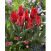 Tulipan niski czerwony - Greigii red - GIGA paczka! - 250 szt.