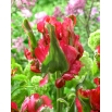 Tulipan Red Wave - GIGA paczka! - 250 szt.