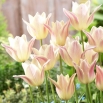 Tulipan Elegant Lady - GIGA paczka! - 250 szt.