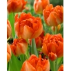Tulipan Monte Orange - GIGA paczka! - 250 szt.