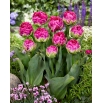 Tulipan Wicked in Pink - 5 szt.