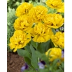 Tulipan Yellow Pomponette - pełny - GIGA paczka! - 250 szt.