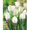 Tulipan biały - GIGA paczka! - 250 szt.