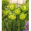 Tulipan Green Bizarre - GIGA paczka! - 250 szt.