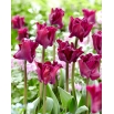 Tulipan Negrita Crown - GIGA paczka! - 250 szt.
