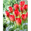 Tulipan Red Alert - GIGA paczka! - 250 szt.