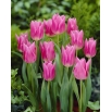 Tulipan China Pink - GIGA paczka! - 250 szt.