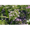 Cząber ogrodowy - roślina miododajna, ekoschematy, dopłaty ARiMR - nasiona 1 kg