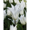 Tulipan White Wings - GIGA paczka! - 250 szt.