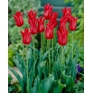 Tulipan liliokształtny czerwony - Lilyflowering red - GIGA paczka! - 250 szt.