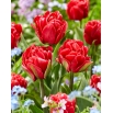 Tulipan Red Foxtrot - duża paczka! - 50 szt.