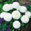 Stokrotka wielkokwiatowa - biała