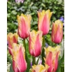 Tulipan Flaming Memory - GIGA paczka! - 250 szt.