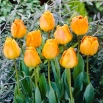 Tulipan Orange Lion - GIGA paczka! - 250 szt.
