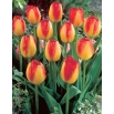 Tulipan Prins Claus - 5 szt.