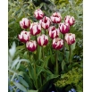 Tulipan Rems Favourite - 5 szt.