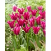 Tulipan Purple Doll - GIGA paczka! - 250 szt.