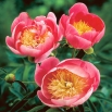 Piwonia, Paeonia - Lovely Rose - sadzonka - GIGA paczka! - 50 szt.