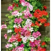 Pelargonia bluszczolistna - Speedy mixed - zwisająca