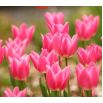 Tulipan China Pink - opak. 5 szt.