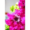 Petunia o kwiatach strzępiastych - amarantowa