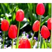 Tulipan Spring Song - opak. 5 szt.