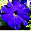 Petunia wielkokwiatowa - niebieska