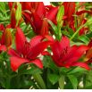 Lilia azjatycka czerwona - Red