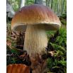 Szczepionka mikoryzowa (mikoryza) - borowik szlachetny - maślak zwyczajny - podgrzybek brunatny - jadalne grzyby leśne
