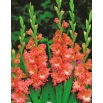 Mieczyk Frizzled Coral Lace - 5 szt.