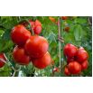 Pomidor Baron - do uprawy pod osłonami