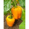 Papryka Etiuda - słodka pomarańczowa