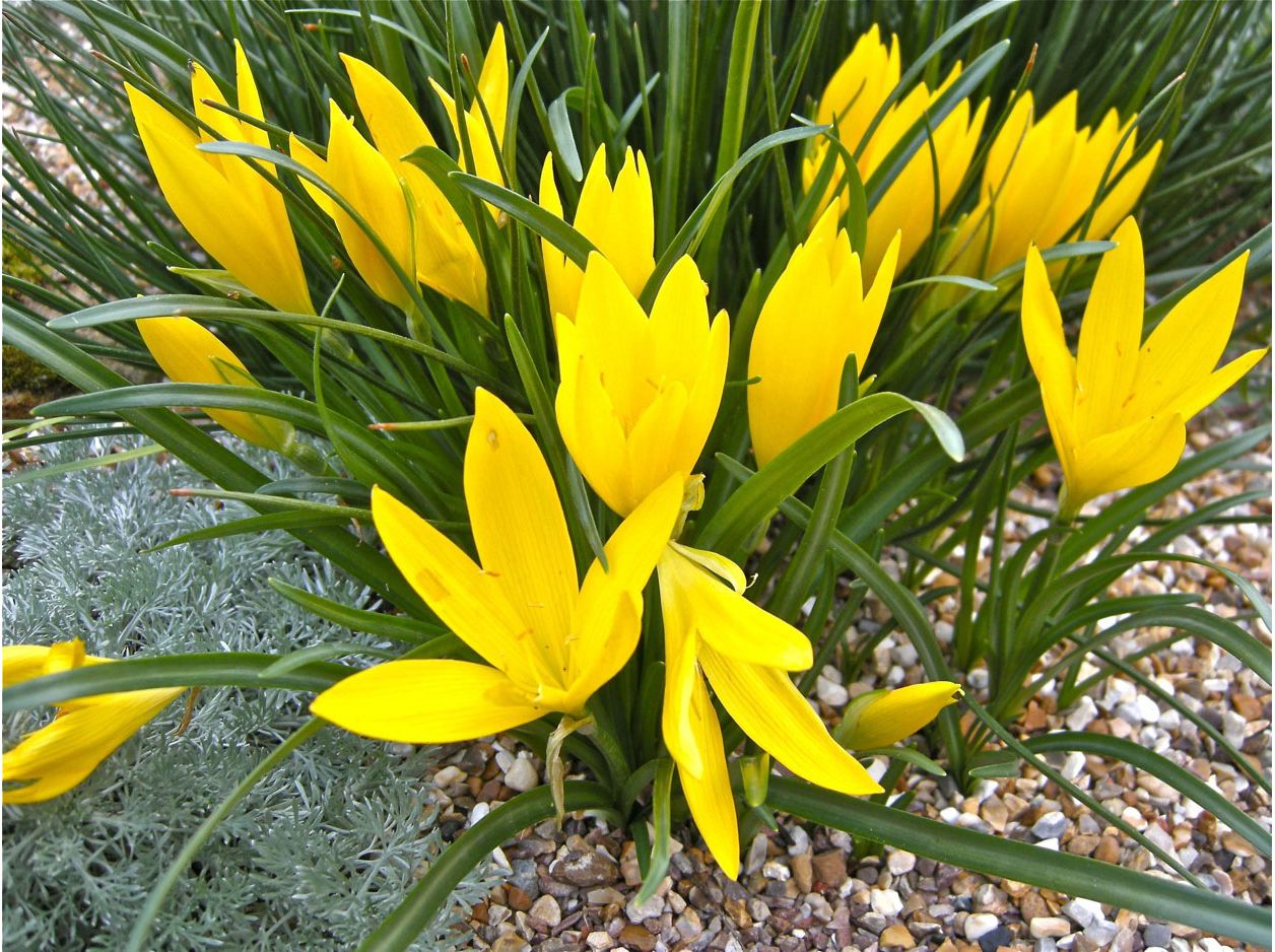 sternbergia-ty-zimowit-1-szt-sklep-wiat-kwiat-w-dostawa