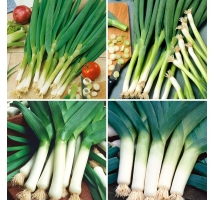 Nasiona cebuli siedmiolatki i pora - zestaw 4 odmian