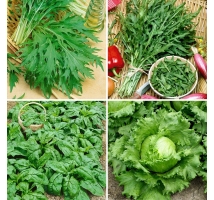 Nasiona warzyw sałatkowych - zestaw 4 odmian