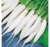 Rzodkiewka Rampouch - biała, podłużna, do uprawy wiosennej i jesiennej