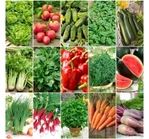 Warzywny Starter - zestaw 15 opakowań nasion warzyw