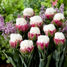 Tulipan Ice Cream - lodowy - 5 szt.