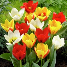 Tulipan botaniczny - niski - mix kolorów - 5 szt.