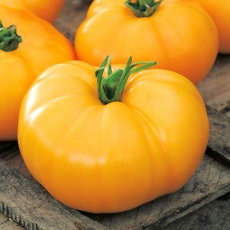 Pomidor Jantar - gruntowy