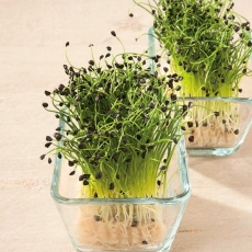 Microgreens - Cebula siedmiolatka - młode listki o unikalnym smaku