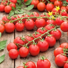Pomidor Cherrola - koktajlowy do ogrodu i pod osłony