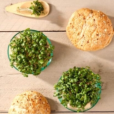 Microgreens - Brukiew - młode listki o unikalnym smaku