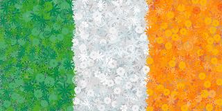 Irlandzka flaga - zestaw 3 odmian nasion kwiatów