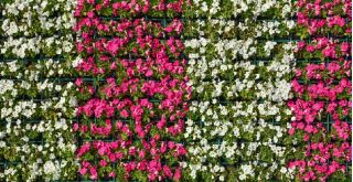 Petunia wielkokwiatowa - różowa i biała - zestaw 2 odmian nasion kwiatów