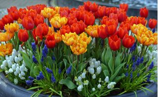 Zestaw tulipanów w kolorze czerwonym i pomarańczowym + szafirek biały i niebieski - 60 szt.