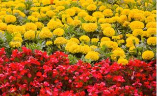 Begonia stale kwitnąca czerwona + aksamitka wielkokwiatowa żółta - zestaw 2 gatunków nasion kwiatów