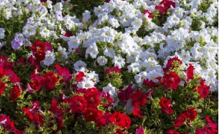 Petunia wielkokwiatowa - czerwona i biała - zestaw 2 odmian nasion kwiatów